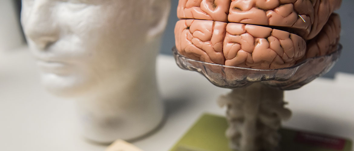 Model of human head on the life, model of brain on the right